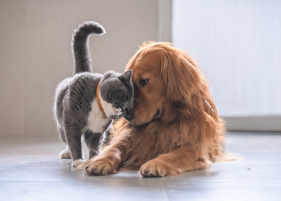 The Joy of Pets: Why Loving and Caring for Your Furry Friend is Essential for Your Happiness